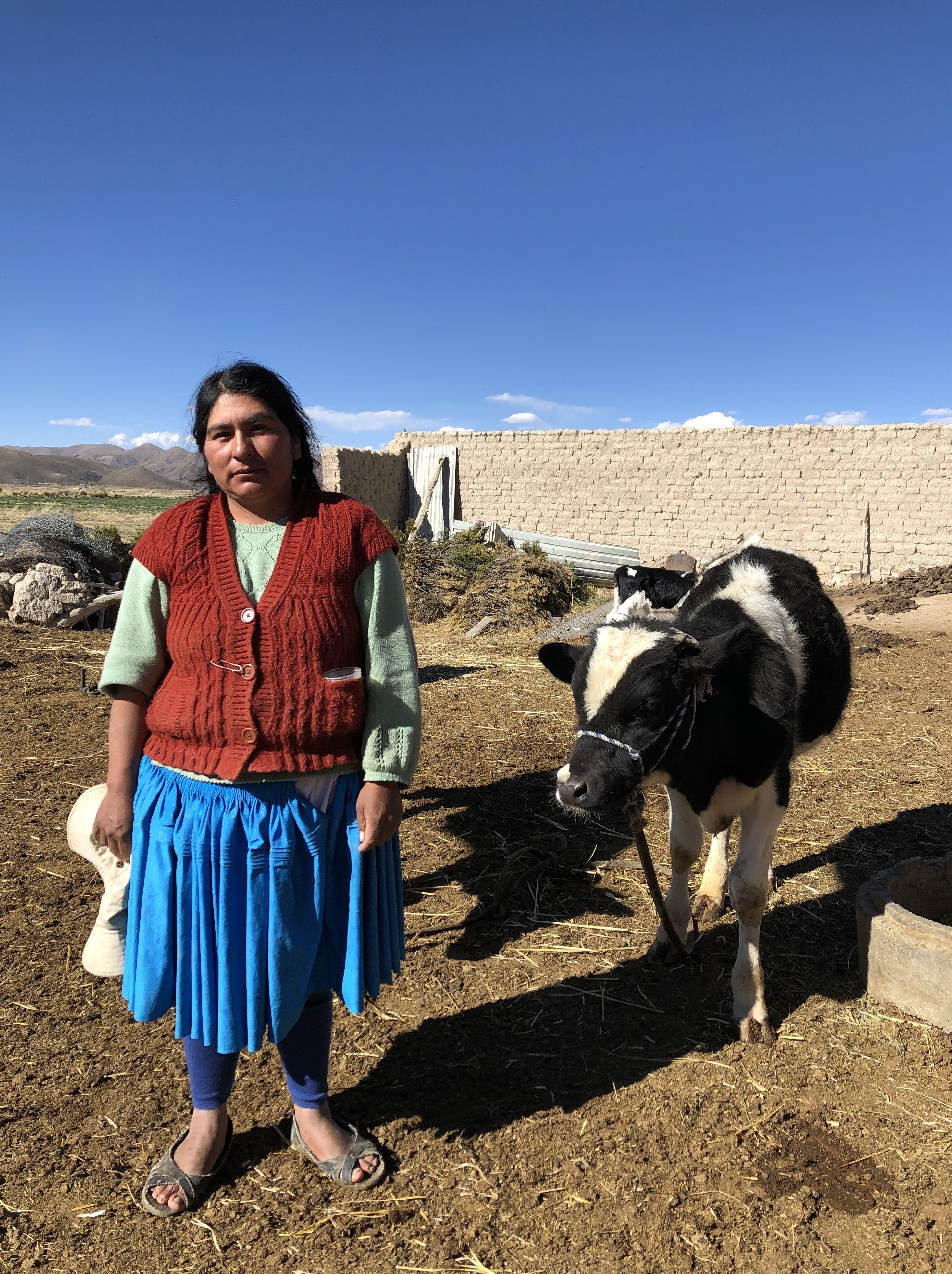 Probiotic feed supplement promotes climate resilient dairy farming in Bolivia